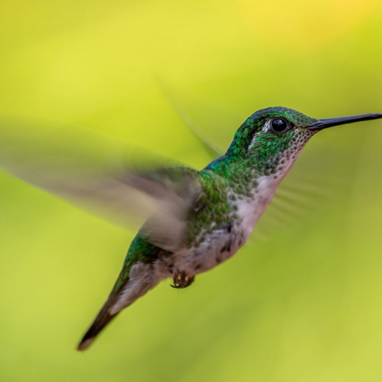 humming bird